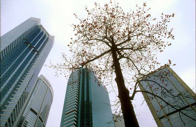 Hong Kong  -  Tree in the City